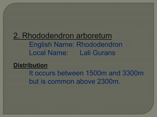 2. Rhododendron arboretum
English Name: Rhododendron
Local Name: Lali Gurans
Distribution
It occurs between 1500m and 3300m
but is common above 2300m.
 