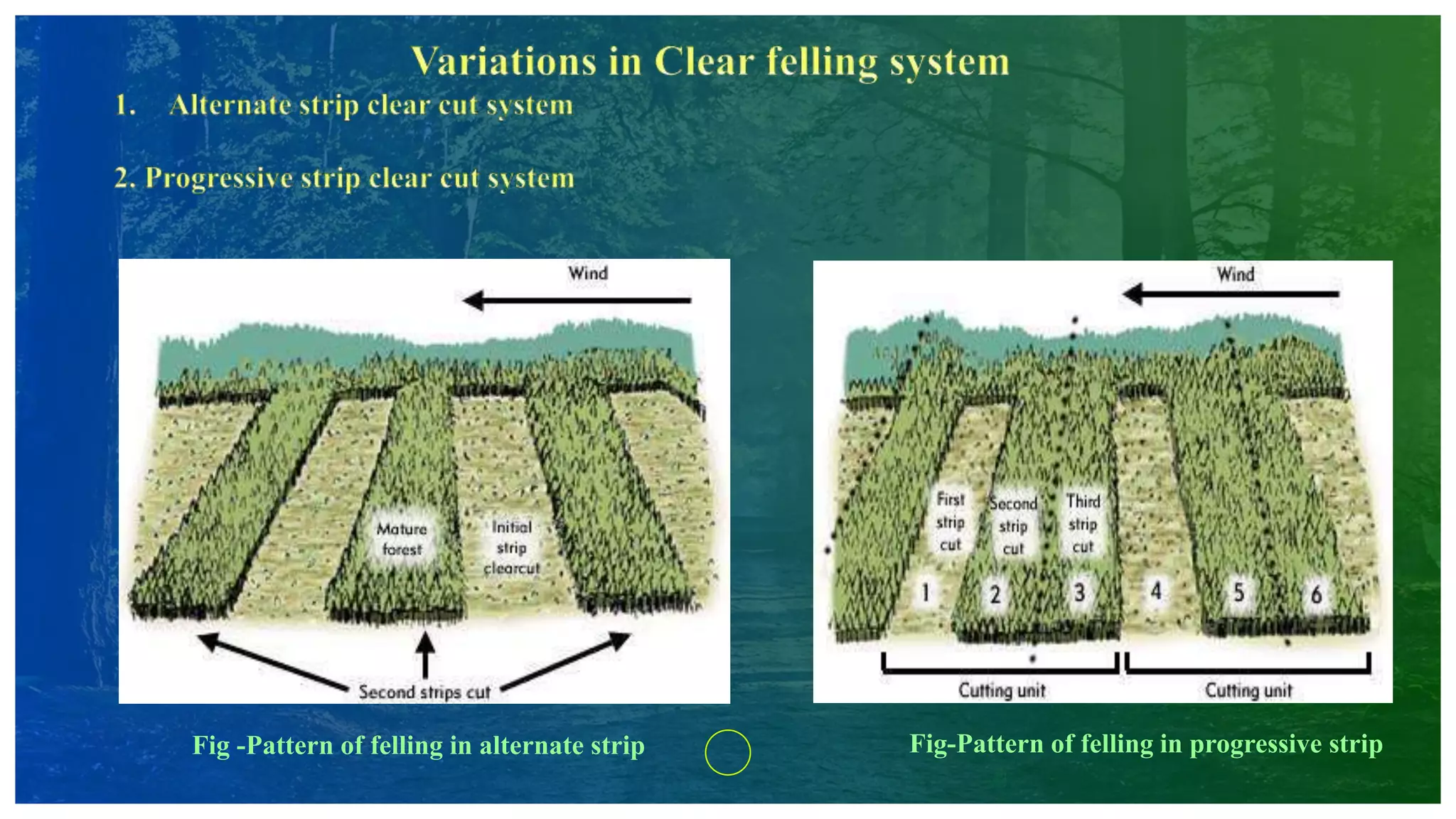 Fig -Pattern of felling in alternate strip Fig-Pattern of felling in progressive strip
 
