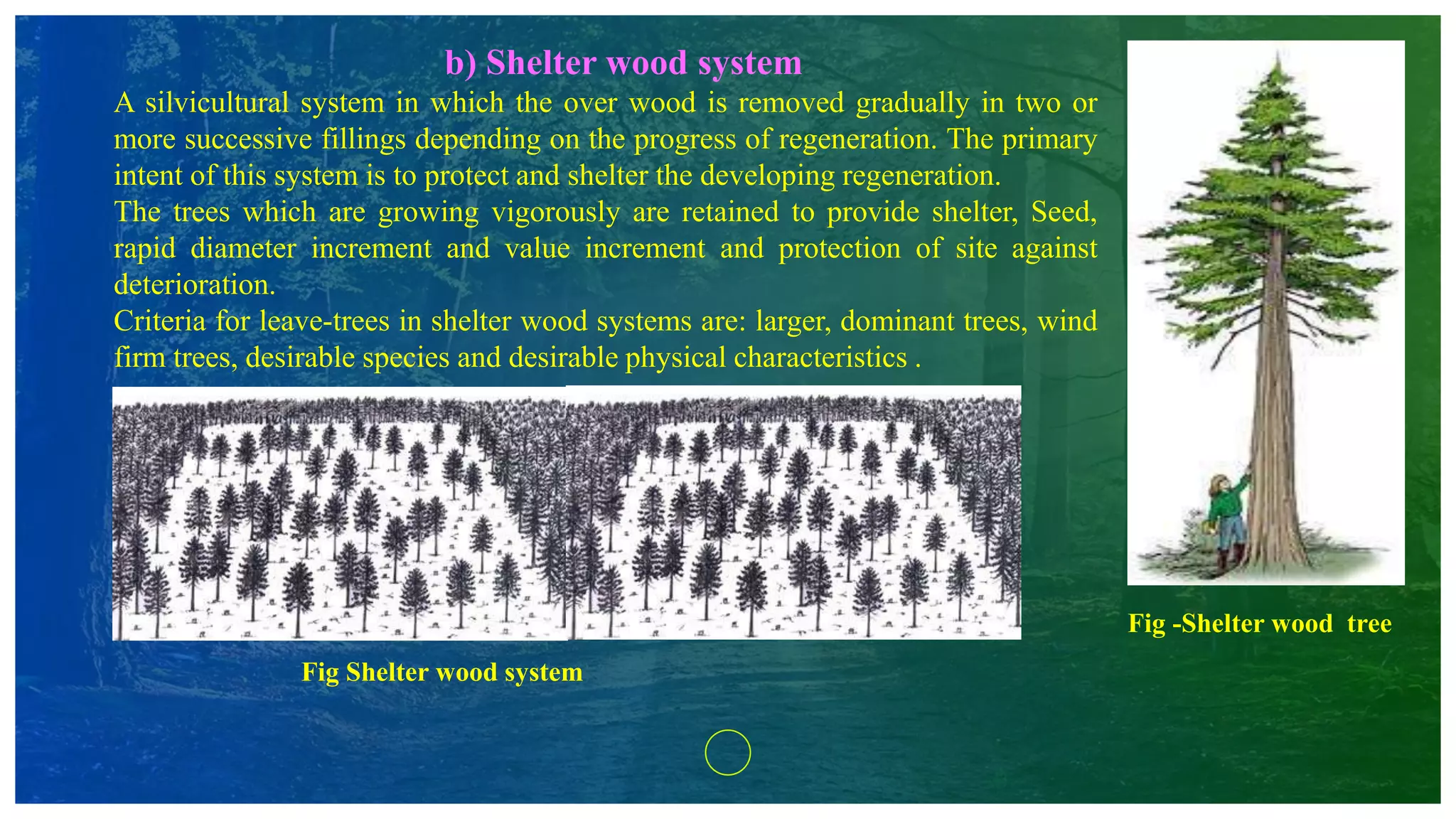 b) Shelter wood system
A silvicultural system in which the over wood is removed gradually in two or
more successive fillings depending on the progress of regeneration. The primary
intent of this system is to protect and shelter the developing regeneration.
The trees which are growing vigorously are retained to provide shelter, Seed,
rapid diameter increment and value increment and protection of site against
deterioration.
Criteria for leave-trees in shelter wood systems are: larger, dominant trees, wind
firm trees, desirable species and desirable physical characteristics .
Fig Shelter wood system
Fig -Shelter wood tree
 