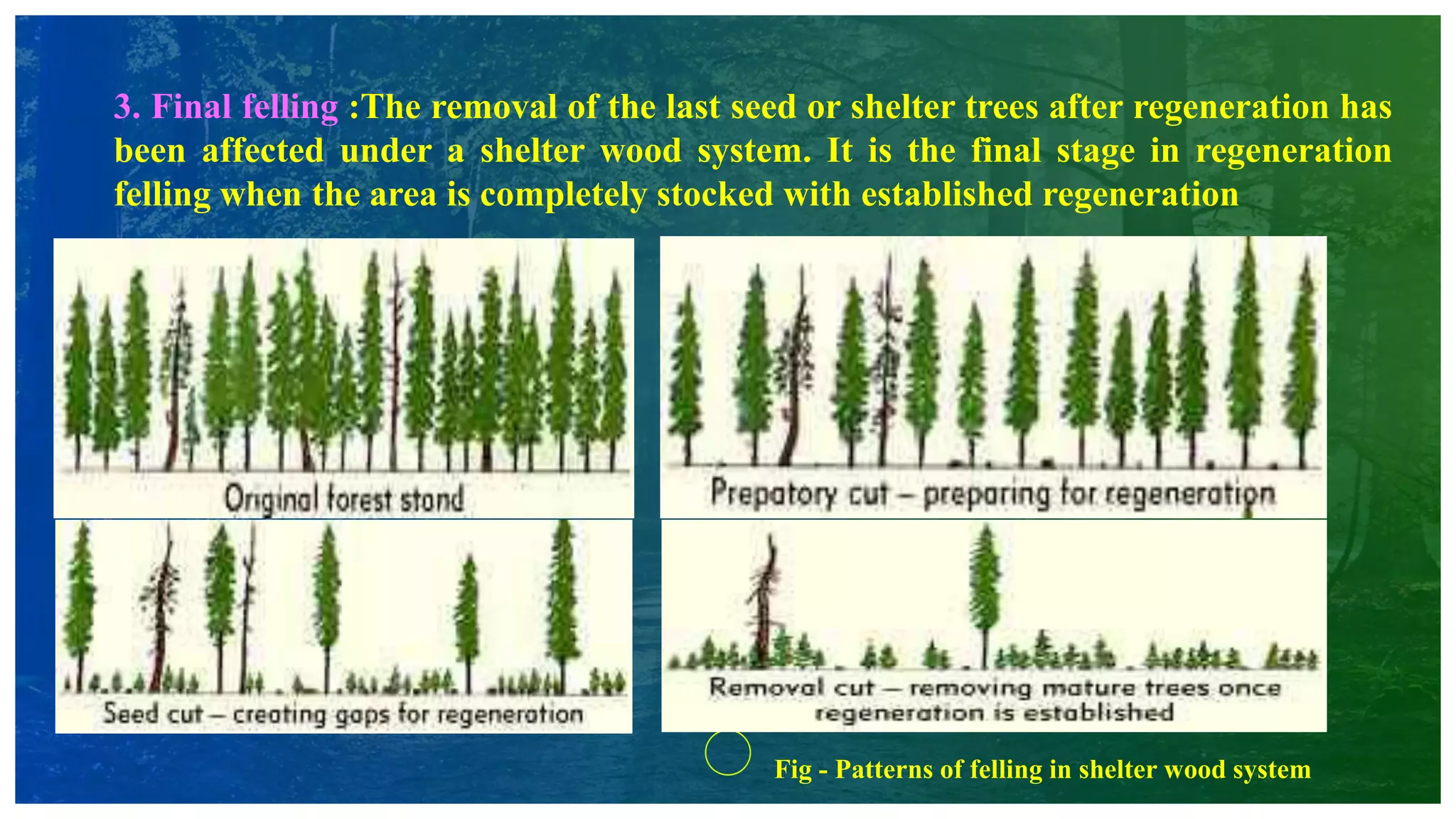 3. Final felling :The removal of the last seed or shelter trees after regeneration has
been affected under a shelter wood system. It is the final stage in regeneration
felling when the area is completely stocked with established regeneration
Fig - Patterns of felling in shelter wood system
 