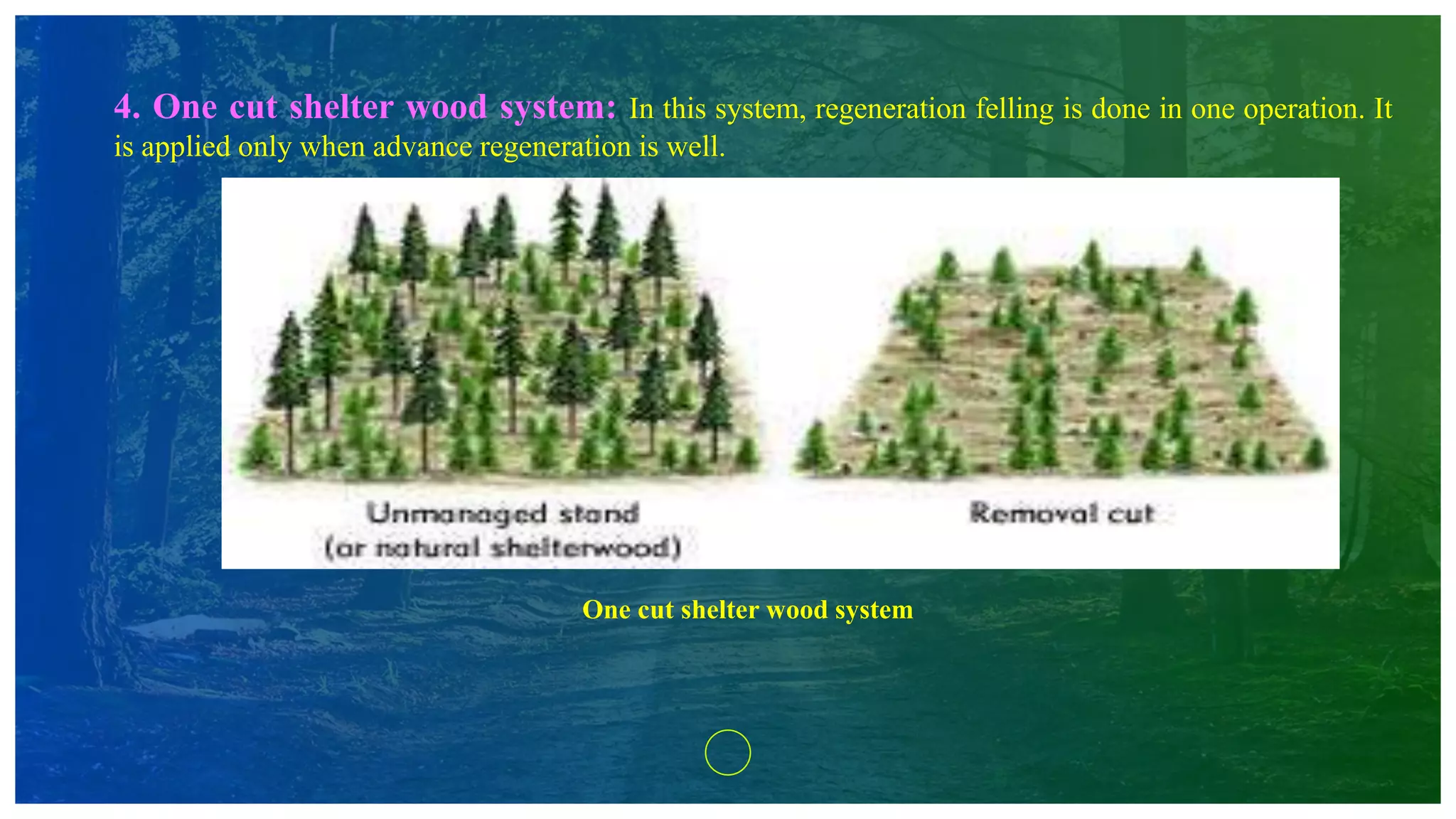 4. One cut shelter wood system: In this system, regeneration felling is done in one operation. It
is applied only when advance regeneration is well.
One cut shelter wood system
 