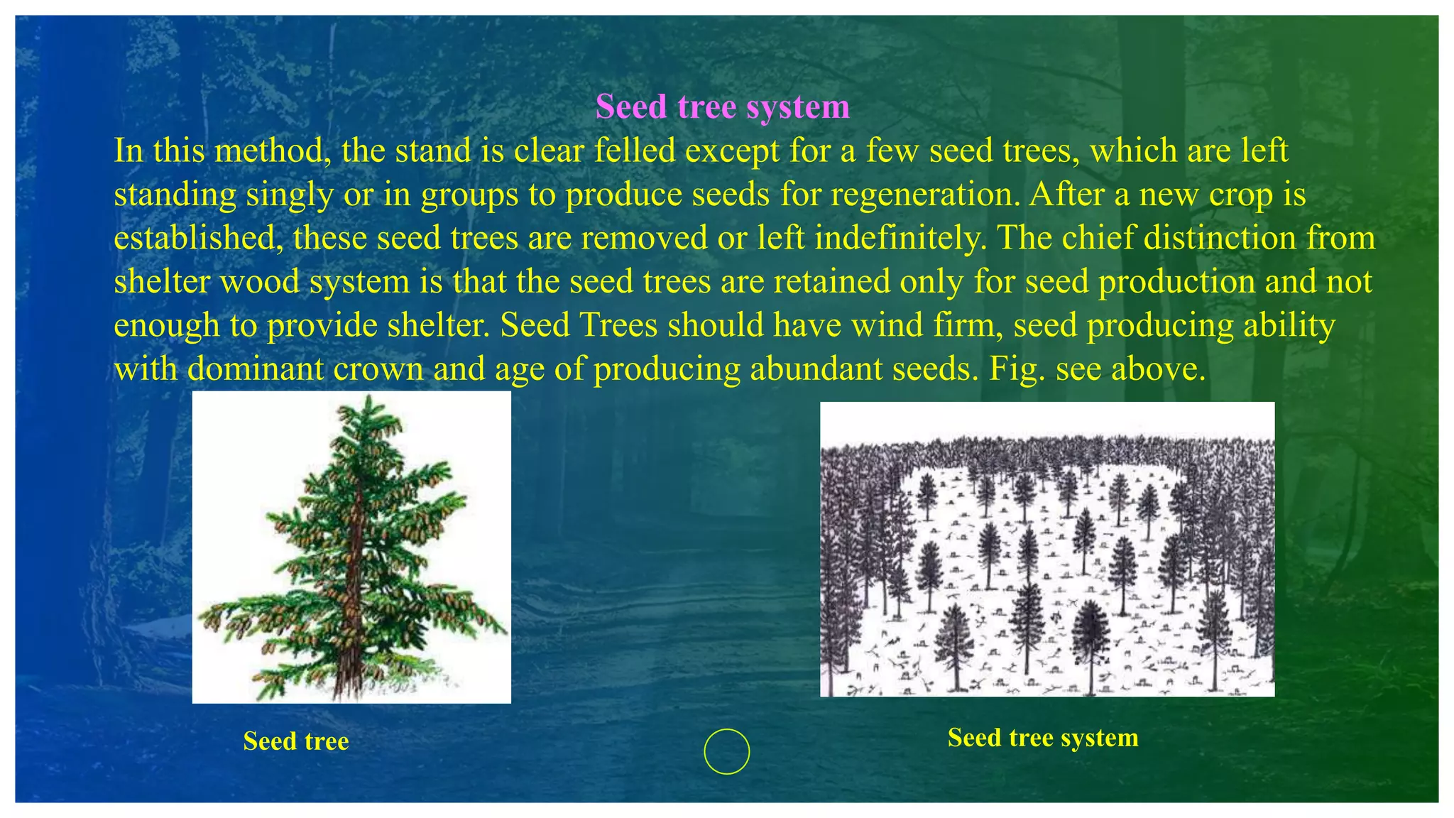 Seed tree system
In this method, the stand is clear felled except for a few seed trees, which are left
standing singly or in groups to produce seeds for regeneration. After a new crop is
established, these seed trees are removed or left indefinitely. The chief distinction from
shelter wood system is that the seed trees are retained only for seed production and not
enough to provide shelter. Seed Trees should have wind firm, seed producing ability
with dominant crown and age of producing abundant seeds. Fig. see above.
Seed tree systemSeed tree
 