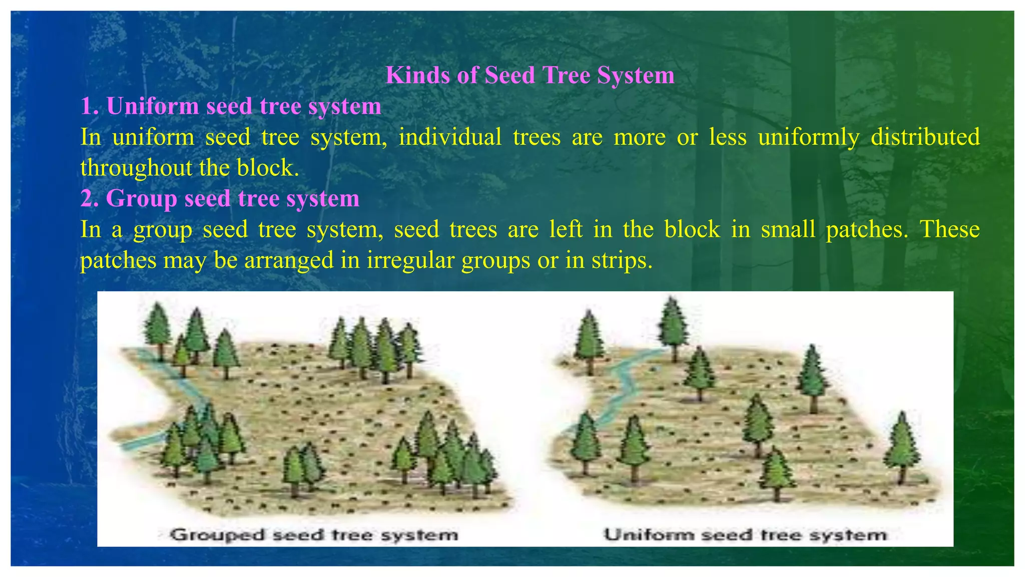 Kinds of Seed Tree System
1. Uniform seed tree system
In uniform seed tree system, individual trees are more or less uniformly distributed
throughout the block.
2. Group seed tree system
In a group seed tree system, seed trees are left in the block in small patches. These
patches may be arranged in irregular groups or in strips.
 