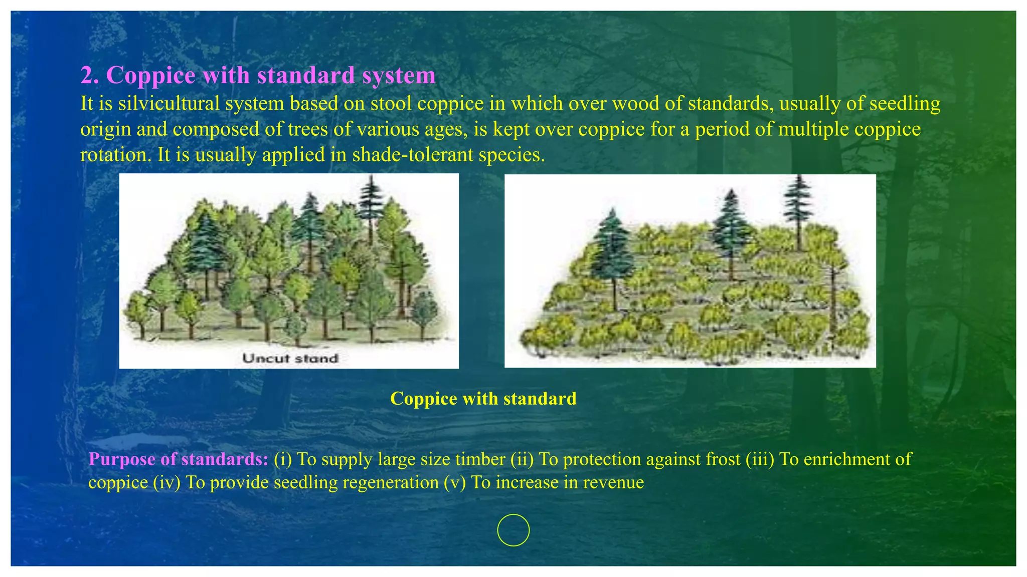 2. Coppice with standard system
It is silvicultural system based on stool coppice in which over wood of standards, usually of seedling
origin and composed of trees of various ages, is kept over coppice for a period of multiple coppice
rotation. It is usually applied in shade-tolerant species.
Purpose of standards: (i) To supply large size timber (ii) To protection against frost (iii) To enrichment of
coppice (iv) To provide seedling regeneration (v) To increase in revenue
Coppice with standard
 