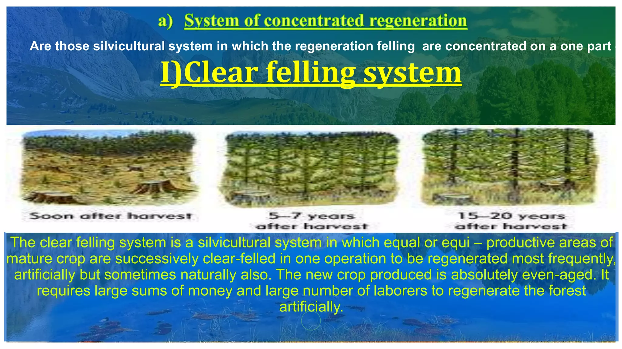 I)Clear felling system
The clear felling system is a silvicultural system in which equal or equi – productive areas of
mature crop are successively clear-felled in one operation to be regenerated most frequently,
artificially but sometimes naturally also. The new crop produced is absolutely even-aged. It
requires large sums of money and large number of laborers to regenerate the forest
artificially.
Are those silvicultural system in which the regeneration felling are concentrated on a one part o
 