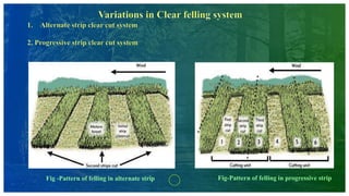 Fig -Pattern of felling in alternate strip Fig-Pattern of felling in progressive strip
 