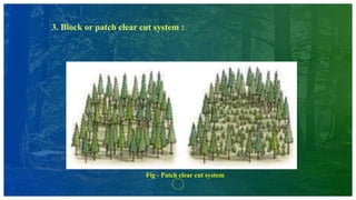 3. Block or patch clear cut system :
Fig - Patch clear cut system
 