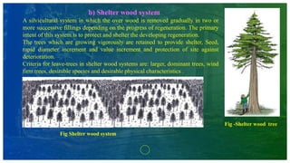 b) Shelter wood system
A silvicultural system in which the over wood is removed gradually in two or
more successive fillings depending on the progress of regeneration. The primary
intent of this system is to protect and shelter the developing regeneration.
The trees which are growing vigorously are retained to provide shelter, Seed,
rapid diameter increment and value increment and protection of site against
deterioration.
Criteria for leave-trees in shelter wood systems are: larger, dominant trees, wind
firm trees, desirable species and desirable physical characteristics .
Fig Shelter wood system
Fig -Shelter wood tree
 