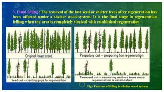 3. Final felling :The removal of the last seed or shelter trees after regeneration has
been affected under a shelter wood system. It is the final stage in regeneration
felling when the area is completely stocked with established regeneration
Fig - Patterns of felling in shelter wood system
 
