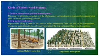 Kinds of Shelter wood Systems
1. Uniform shelter wood system(Uniform System)
The canopy is uniformly opened up over the whole area of a compartment to obtain uniform regeneration
under the shelter of remaining old crop.
2. Strip shelter wood system
Regeneration felling is done in the form of strips successively from one side of the compartment,
progressing against the direction of wind. The width of the strip varies according to local conditions.
Uniform Shelter wood system Strip shelter wood system
 
