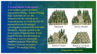 3. Group shelter wood system
A silviculture system in which
regeneration fillings, instead of being
done uniformly all over the
compartment, are carried out in
scattered groups in which the foci of
regeneration can be enlarged
centrifugally to merge with each other
ultimately. Advance growth is the
main source of regeneration. It was
tried in Deodar, and Sal forests in
India but it was not successful.
Smallest circle for Final filling
Medium circle for secondary “
Largest “ for seeding Felling.
Group shelter wood system
 