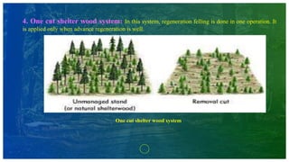 4. One cut shelter wood system: In this system, regeneration felling is done in one operation. It
is applied only when advance regeneration is well.
One cut shelter wood system
 