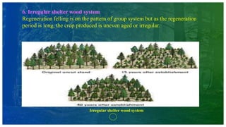 6. Irregular shelter wood system
Regeneration felling is on the pattern of group system but as the regeneration
period is long, the crop produced is uneven aged or irregular.
Irregular shelter wood system
 