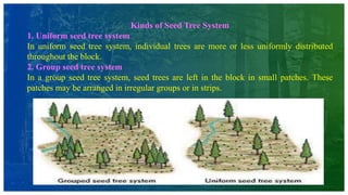 Kinds of Seed Tree System
1. Uniform seed tree system
In uniform seed tree system, individual trees are more or less uniformly distributed
throughout the block.
2. Group seed tree system
In a group seed tree system, seed trees are left in the block in small patches. These
patches may be arranged in irregular groups or in strips.
 