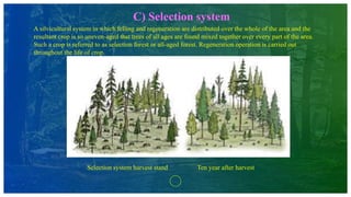 C) Selection system
A silvicultural system in which felling and regeneration are distributed over the whole of the area and the
resultant crop is so uneven-aged that trees of all ages are found mixed together over every part of the area.
Such a crop is referred to as selection forest or all-aged forest. Regeneration operation is carried out
throughout the life of crop.
Selection system harvest stand Ten year after harvest
 