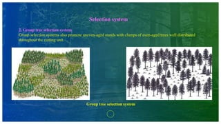 Selection system
2. Group tree selection system
Group selection systems also promote uneven-aged stands with clumps of even-aged trees well distributed
throughout the cutting unit.
Group tree selection system
 
