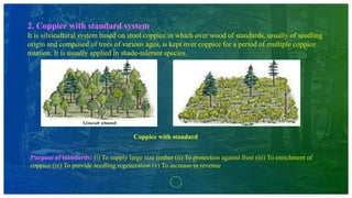 2. Coppice with standard system
It is silvicultural system based on stool coppice in which over wood of standards, usually of seedling
origin and composed of trees of various ages, is kept over coppice for a period of multiple coppice
rotation. It is usually applied in shade-tolerant species.
Purpose of standards: (i) To supply large size timber (ii) To protection against frost (iii) To enrichment of
coppice (iv) To provide seedling regeneration (v) To increase in revenue
Coppice with standard
 