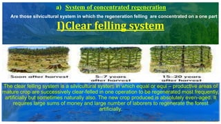 I)Clear felling system
The clear felling system is a silvicultural system in which equal or equi – productive areas of
mature crop are successively clear-felled in one operation to be regenerated most frequently,
artificially but sometimes naturally also. The new crop produced is absolutely even-aged. It
requires large sums of money and large number of laborers to regenerate the forest
artificially.
Are those silvicultural system in which the regeneration felling are concentrated on a one part o
 