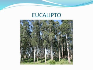 EUCALIPTO
 