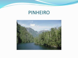 PINHEIRO
 
