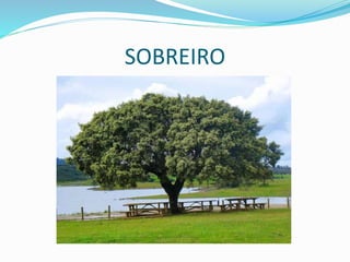 SOBREIRO
 