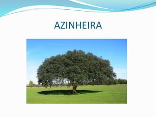 AZINHEIRA
 