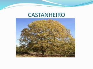 CASTANHEIRO
 