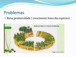 Problemas
 Baixa produtividade ( crescimento lento das espécies)
 