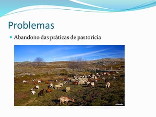 Problemas
 Abandono das práticas de pastorícia
 