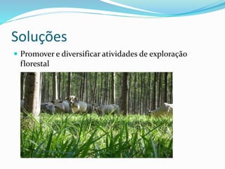 Soluções
 Promover e diversificar atividades de exploração
florestal
 
