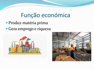 Função económica
 Produz matéria prima
 Gera emprego e riqueza
 