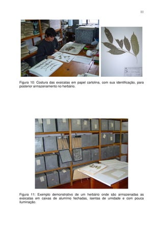 11
Figura 10: Costura das exsicatas em papel cartolina, com sua identificação, para
posterior armazenamento no herbário.
Figura 11: Exemplo demonstrativo de um herbário onde são armazenadas as
exsicatas em caixas de alumínio fechadas, isentas de umidade e com pouca
iluminação.
 