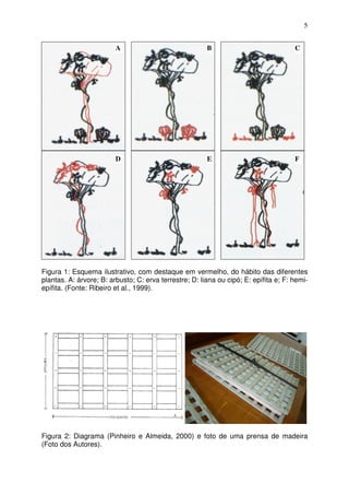 5
Figura 1: Esquema ilustrativo, com destaque em vermelho, do hábito das diferentes
plantas. A: árvore; B: arbusto; C: erva terrestre; D: liana ou cipó; E: epífita e; F: hemi-
epífita. (Fonte: Ribeiro et al., 1999).
Figura 2: Diagrama (Pinheiro e Almeida, 2000) e foto de uma prensa de madeira
(Foto dos Autores).
A CB
D FE
 
