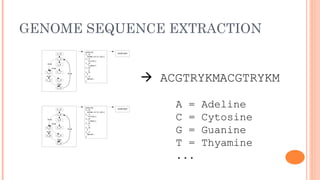 GENOME SEQUENCE EXTRACTION
                               proc (){
                 L_0                                  W|IEH}R
                               L_0:
                                 while (v1 || v2) {
                 L_3           L_1:
                                   if (v3) {
   true                        L_2:
                 L_6
                                   } else {
          true                 L_4:
                                   }




                                                                 ACGTRYKMACGTRYKM
  L_1            L_7           L_5:
                        true     }
  true                         L_7:
                                 return ;
  L_2            L_4
                               }
                 true

                 L_5




                 L_0
                               proc (){
                               L_0:
                                                      W|IEH}R
                                                                    A =   Adeline
                                 while (v1 || v2) {



   true

          true
                 L_3

                 L_6
                               L_1:

                               L_2:

                               L_4:
                                   if (v3) {

                                   } else {
                                                                    C =   Cytosine
                                                                    G =   Guanine
                                   }
  L_1            L_7           L_5:
                        true     }
  true                         L_7:
                                 return ;
  L_2            L_4
                               }



                                                                    T =   Thyamine
                 true

                 L_5




                                                                    ...
 