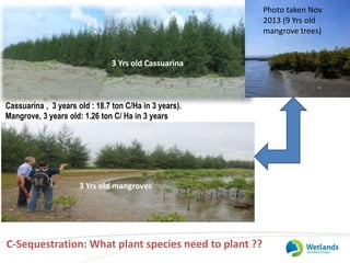 Cassuarina , 3 years old : 18.7 ton C/Ha in 3 years).
Mangrove, 3 years old: 1.26 ton C/ Ha in 3 years
Photo taken Nov
201...