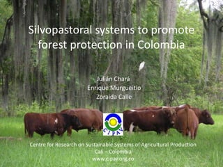 Silvopastoral systems to promote
  forest protection in Colombia

                          Julián Chará
                       Enrique Murgueitio
                          Zoraida Calle




Centre for Research on Sustainable Systems of Agricultural Production
                           Cali – Colombia
                         www.cipav.org.co
 