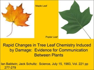 Maple Leaf




                                Poplar Leaf


 Rapid Changes in Tree Leaf Chemistry Induced
    by Damage: Evidence for Communication
                Between Plants

Ian Baldwin; Jack Schultz: Science, July 15, 1983, Vol. 221 pp
   277-279
 
