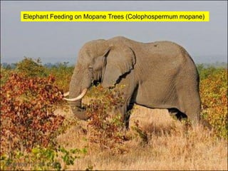Elephant Feeding on Mopane Trees (Colophospermum mopane)
 