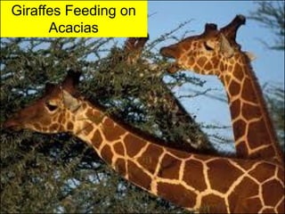 Giraffes Feeding on
      Acacias
 