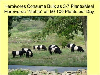 Herbivores Consume Bulk as 3-7 Plants/Meal
Herbivores “Nibble” on 50-100 Plants per Day
 