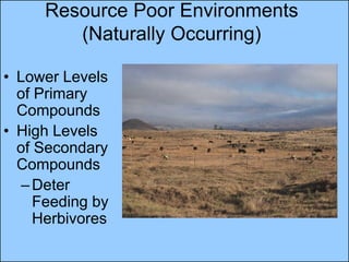 Resource Poor Environments
        (Naturally Occurring)

• Lower Levels
  of Primary
  Compounds
• High Levels
  of Secondary
  Compounds
   – Deter
     Feeding by
     Herbivores
 