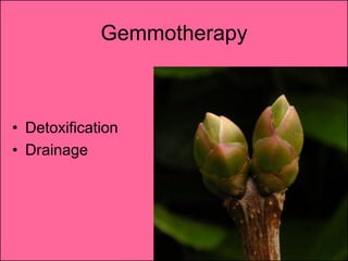 Gemmotherapy



• Detoxification
• Drainage
 