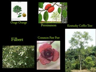 Osage Orange
                 Persimmon      Kentucky Coffee Tree


               Common Paw Paw
Filbert
 