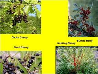 Choke Cherry
                                Buffalo Berry
               Nanking Cherry
 Sand Cherry
 