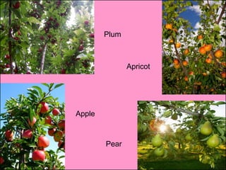 Plum



               Apricot




Apple


        Pear
 