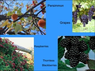 Persimmon




                     Grapes




Raspberries




      Thornless
      Blackberries
 