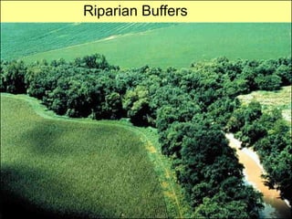 Riparian Buffers
 