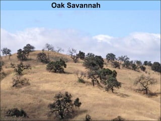 Oak Savannah
 