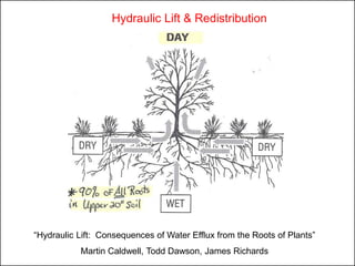 Hydraulic Lift & Redistribution




“Hydraulic Lift: Consequences of Water Efflux from the Roots of Plants”
           Martin Caldwell, Todd Dawson, James Richards
 
