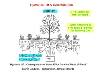 Hydraulic Lift & Redistribution

                                                        9-18 Gallons per
                                                         tree, per Night



                                                       Water Harvested @
                                                     6’(+) below & “Banked”
                                                        for Following Day




“Hydraulic Lift: Consequences of Water Efflux from the Roots of Plants”
           Martin Caldwell, Todd Dawson, James Richards
 